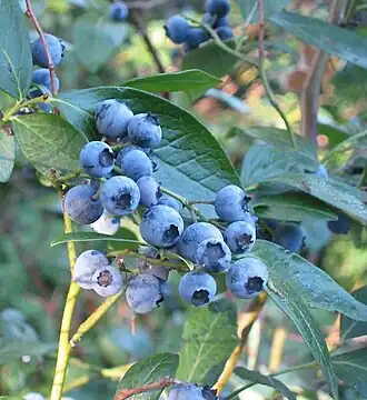 Description de l'image Vaccinium corymbosum(01).jpg.