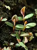 Plantules