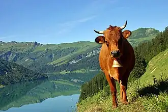 Vache tarine près du lac de Roselend en Beaufortain