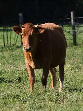Vache Froment du Léon à l'écomusée de la Bintinais