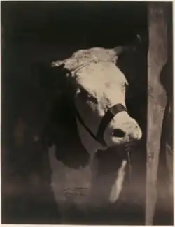 Vache normande, Concours agricole universel de Paris, 1856.