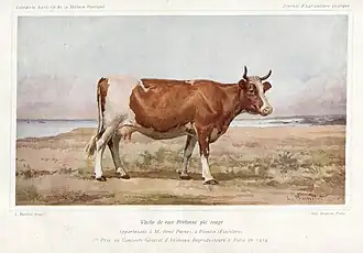 Vache primée en 1914.