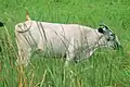 Vache des aguégués