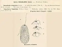 Vacuolaria virescens d'après Henri Coupin.