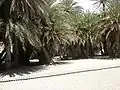 Palmeraie