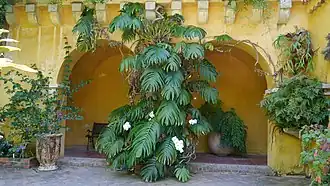 Un Epipremnum poussant sur l'un des murs du bâtiment principal du jardin.