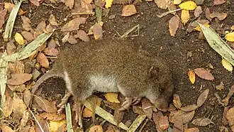 Description de l'image Valdivian Long-clawed Molemouse imported from iNaturalist photo 388310515 on 14 August 2024.jpg.