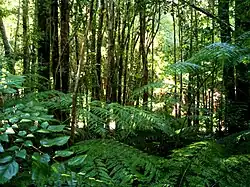 Sous-bois de l'écorégion de la forêt valdivienne.