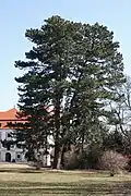Arbre centenaire dans le parc du château