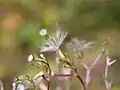 Pappus de la Valériane officinale.