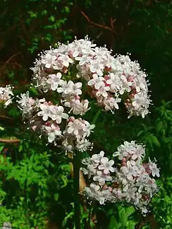 Valériane officinale