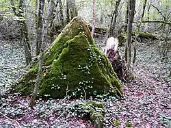 Le mégalithe des Coutoux.