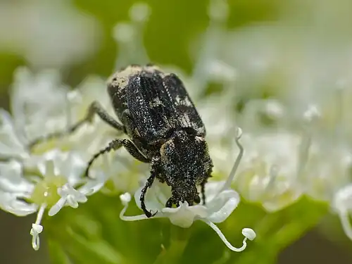 Valgus hemipterus
