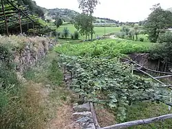 Vignoble et Kiwi