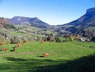 Pâturages avec quelques vaches brunes dans une vallée montagneuse.