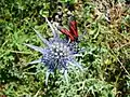 Zygène sur une inflorescence (ombellule) avec fleurs aux étamines bleues.