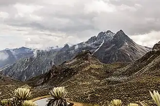 Frailejones dans le paramo, Merida.