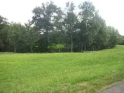 Photo d'un grand champ bien vert avec une grande haie d'arbres zigzaguant en arrière-plan.