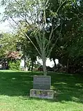 Arbre de la Liberté.