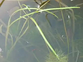 Photo couleur (gros plan) de plantes vertes submergées ou émergées dans un plan d'eau.