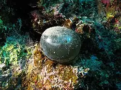 Valonia ventricosa
