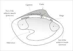 Intérieur de la valve gauche d'un Veneridae