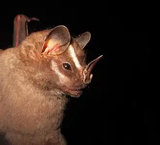 Description de l'image Vampyrodes caraccioli peru.jpg.
