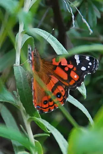 Description de l'image Vanessa altissima 64422224.jpg.
