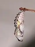 chrysalide de la sous-espèce pholoe