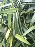 Vanille (vānira).