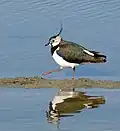 Vanneau huppé, Marais salants de Guérande.