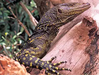 Description de l'image Varanus bitatawa (KU 322188) from Barangay Dibuluan, San Mariano - ZooKeys-266-001-g069.jpg.