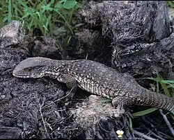 Varan des savanes.