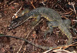 Description de l'image Varanus marmoratus (KU 330731) from low-elevation, Mt. Cagua - ZooKeys-266-001-g068.jpg.