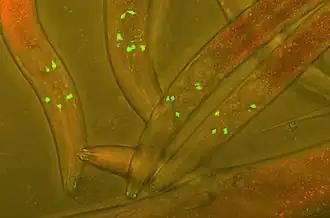 Nématode Caenorhabditis elegans, animal-modèle de laboratoire.