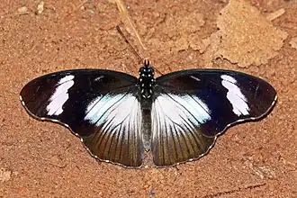 Hypolimnas anthedon