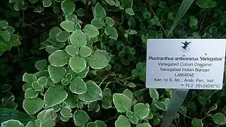 «&nbsp;Origan&nbsp;» cubain (Plectranthus amboinicus, ici la variété 'Variegatus')