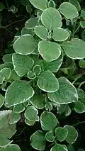 Plectranthus amboinicus 'Variegatus'