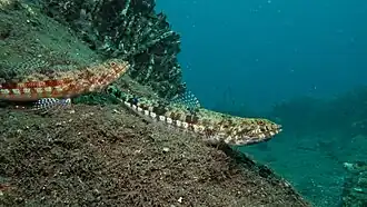Synodus variegatus.