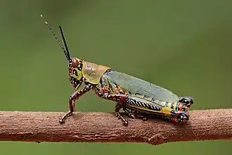 Zonocerus variegatus.