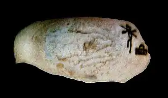 Fragment d'une couvercle en ivoire découvert dans la chambre γ de la tombe de Neith-Hotep à Nagada et mentionnant le nom de la reine - Musée égyptien du Caire.