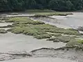Vasière.