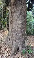 Tronc d'arbre et écorce