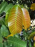 Feuille devenant mature
