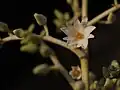 Fleur
