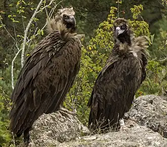 Vautour moine (Aegypius monacus) - un adulte à gauche et un juvénile à droite