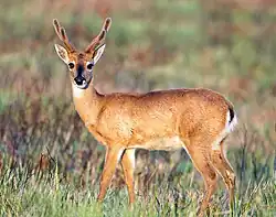 Cerf des pampas (Ozotoceros bezoarticus).