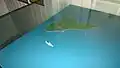 Modèle réduit de Vealøs et Norske Løve, tel qu’ils apparaissaient à la fin du XIXe&nbsp;siècle, au Musée de la marine royale norvégienne.