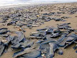 Echouage massif de l'hydrozoaire Velella velella, phénomène commun en Europe au printemps.