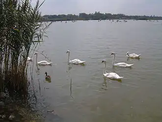 Image illustrative de l’article Lac de Velence